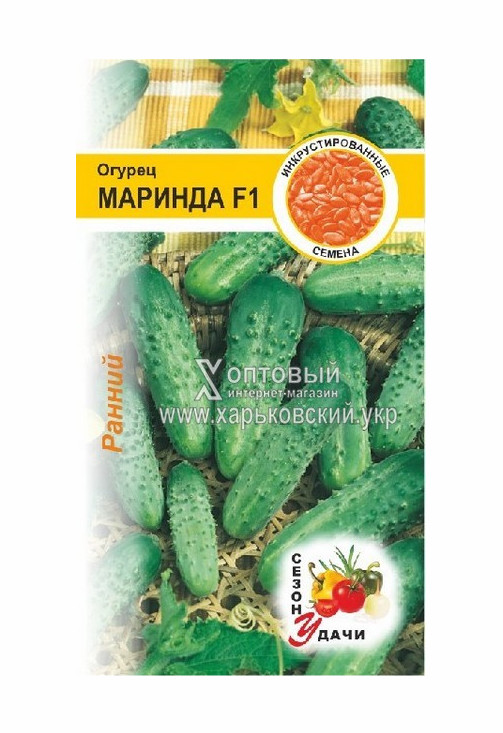 Сорт Огурцов Маринда Фото